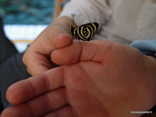 Papillon sur les mains - Argentine